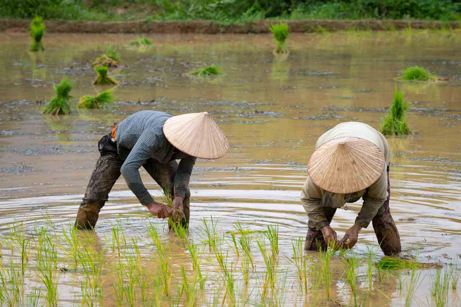Villagers do not allow the Christians to farm.