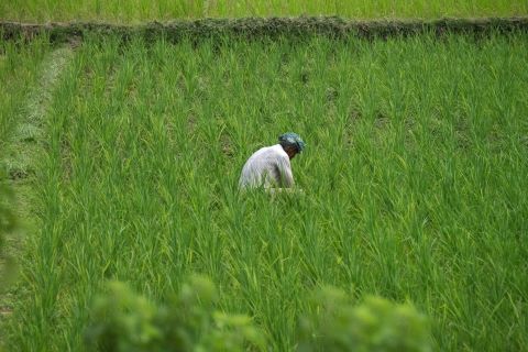 Many families in Bangladesh work from generation to generation on the same plantation.