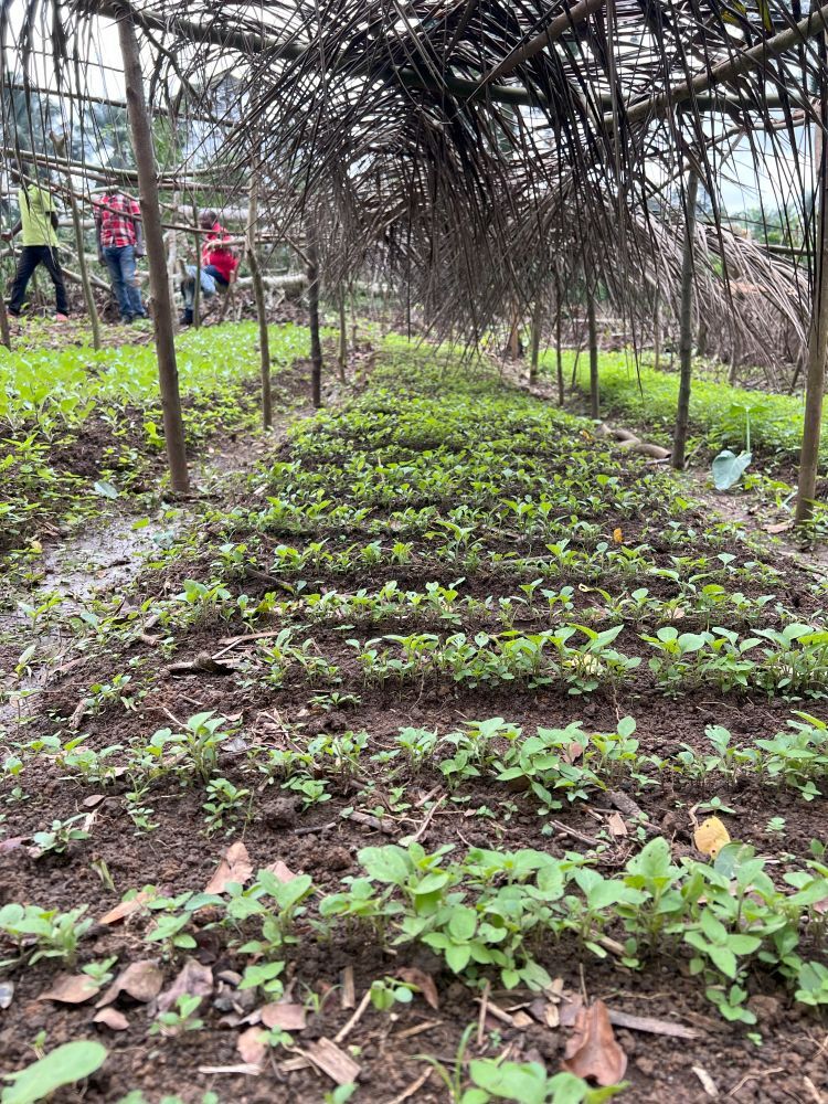 Community gardens like this provide nutrition and fellowship, away from the forest where militants are active.